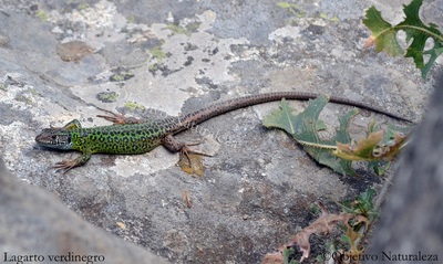 El lagarto verdinegro puede alcanzar los 35 cm de longitud.