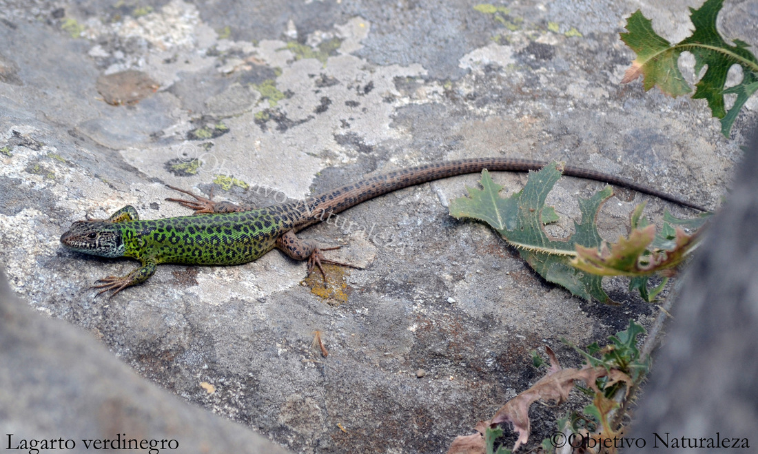 La cola del lagarto verdinegro puede llegar a medir el doble que su cuerpo