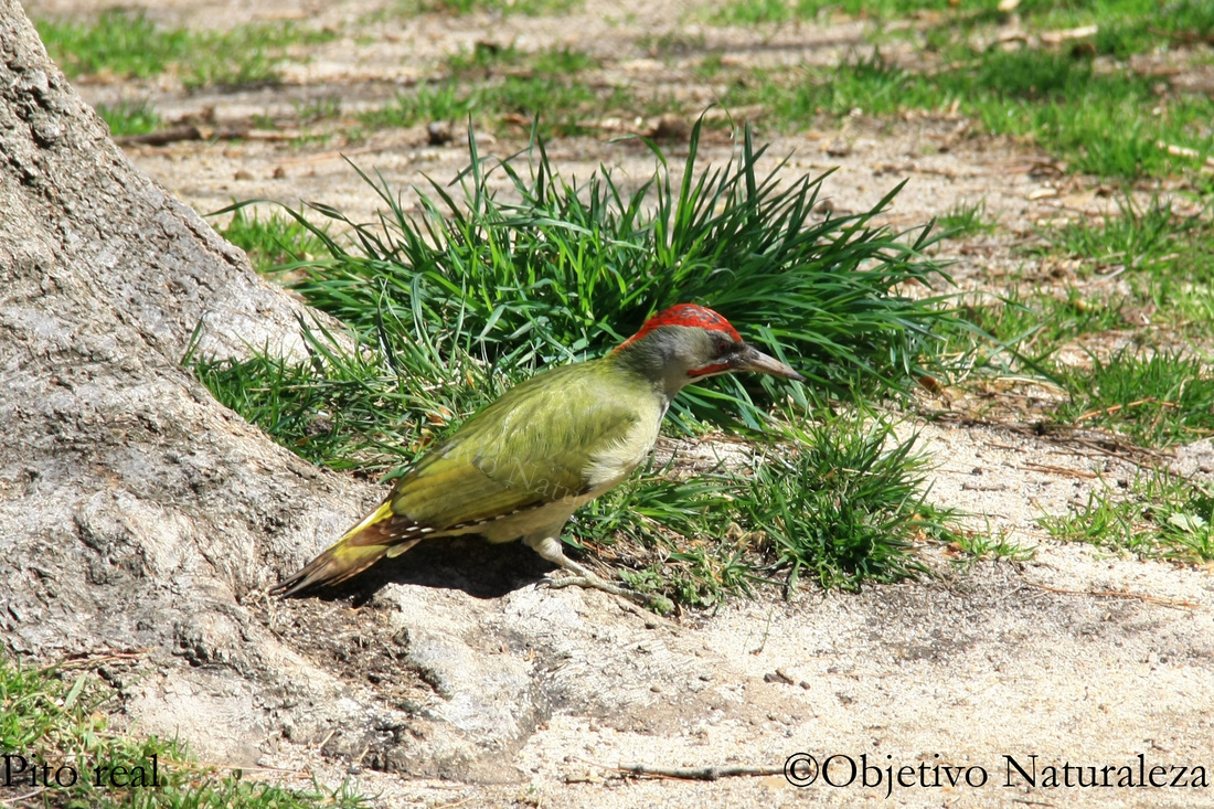 Pito real ibérico -Iberian green woodpecker