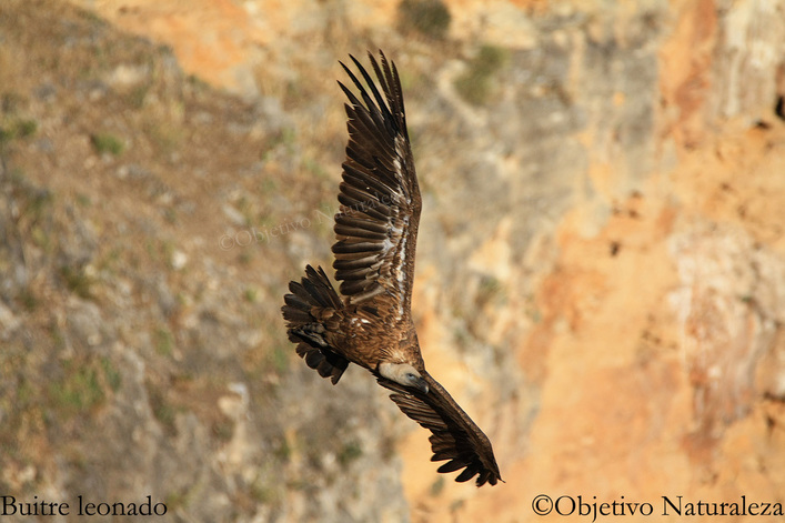 Buitre leonado-Griffon vulture