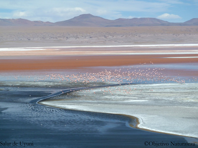 Salar de Uyuni-Bolivia.
Con una superficie de 10.582 Km² es el mayor desierto de sal continuo