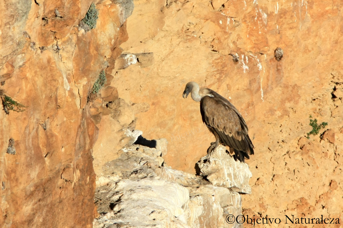 Buitre leonado-Griffon vulture, en las Hoces del Duratón