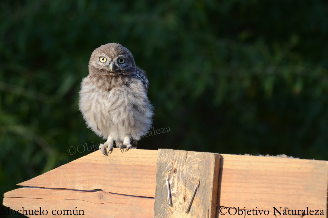 Mochuelo europeo-Little owl
