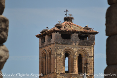 Nidos de cigüeña en Segovia