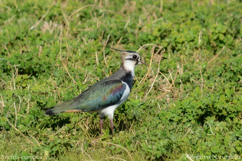 Avefría europea-Northern Lapwing