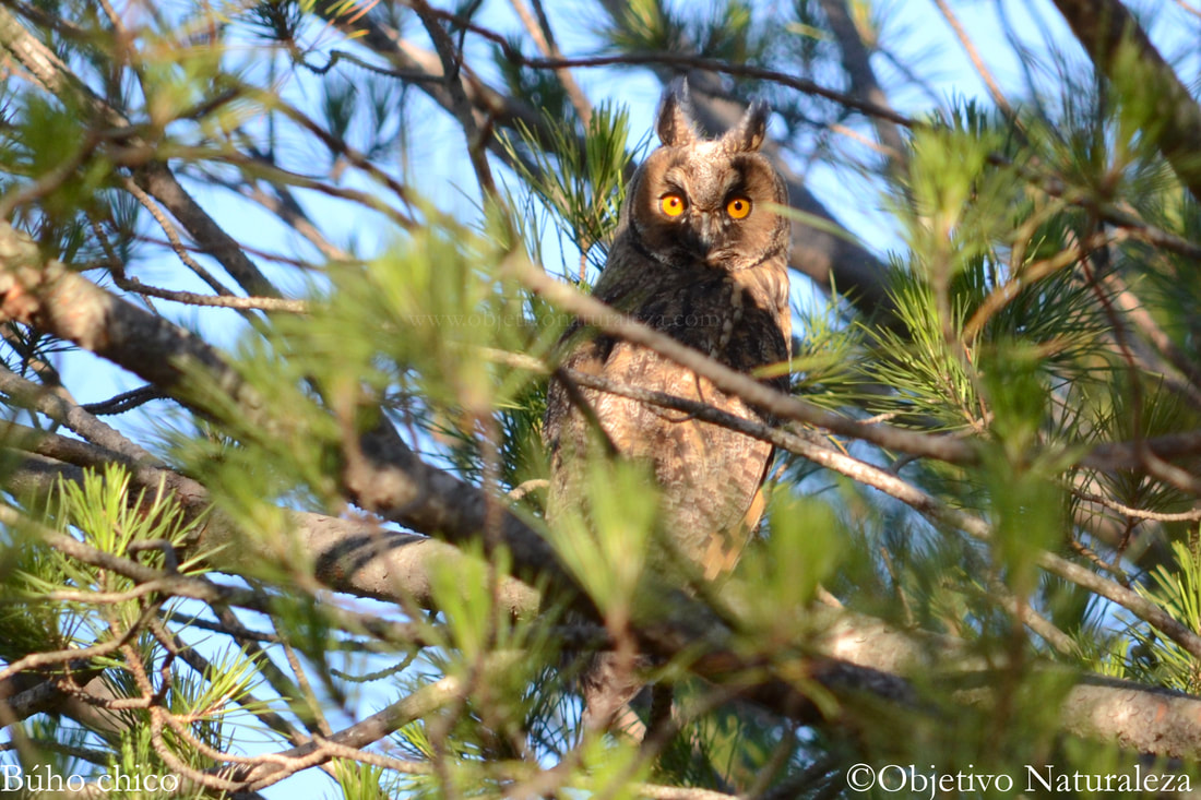 Búho chico-Long-eared owl
