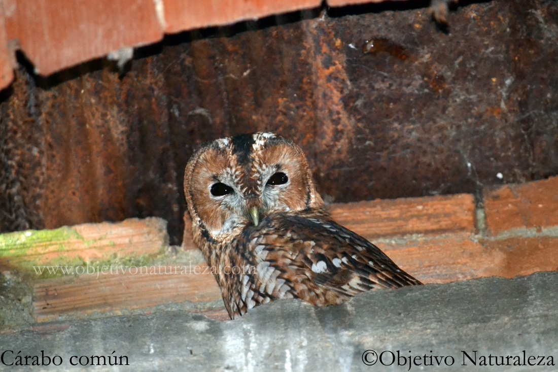 Carabo comun-Tawny owl