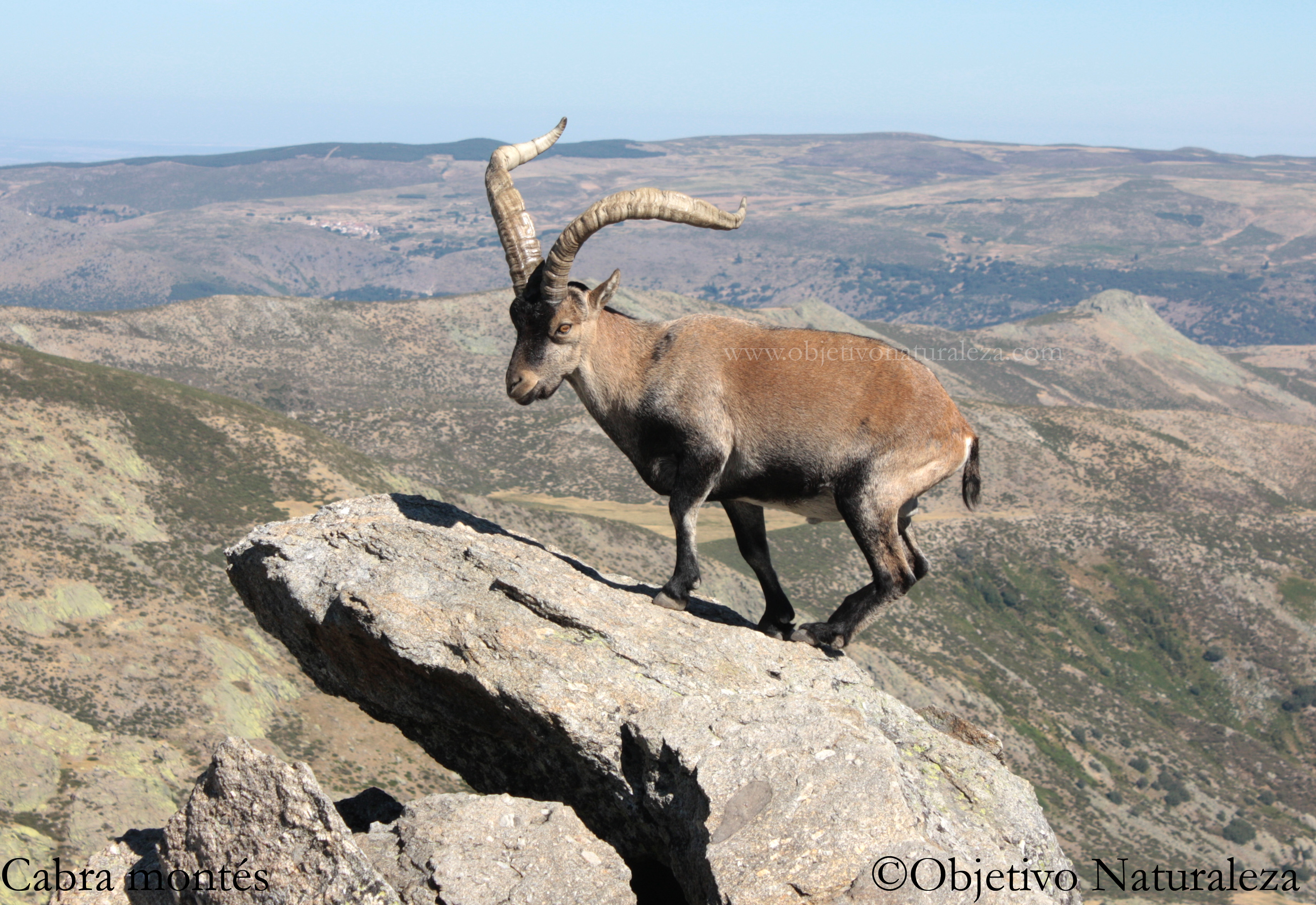 Cabra montés- Iberian ibex