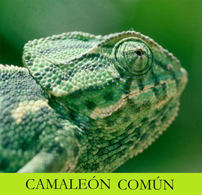 Camaleón común