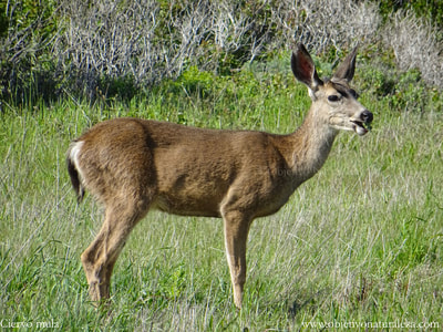 Ciervo de cola negra en Point Lobos State Natural Reserve, California. También llamado ciervo mula por sus grandes orejas. Está distribuido prácticamente por todo el oeste de Norteamérica