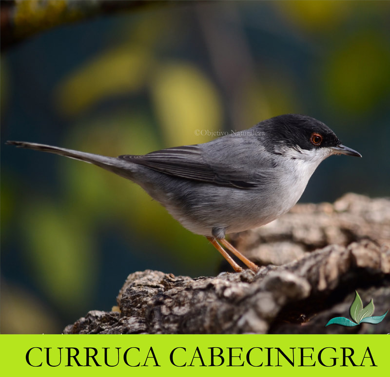 Curruca cabecinegra-Sylvia melanocephala-Sardinian Warbler 