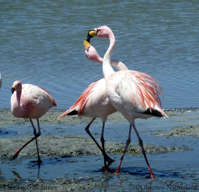Flamenco de james-James's flamingo