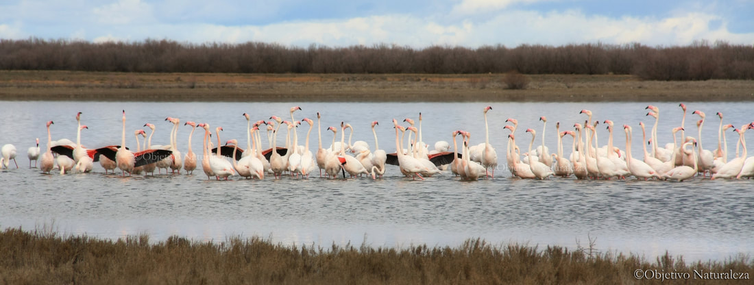 Flamencos comunes (Phoenicopterus roseus)-Greater flamingo©