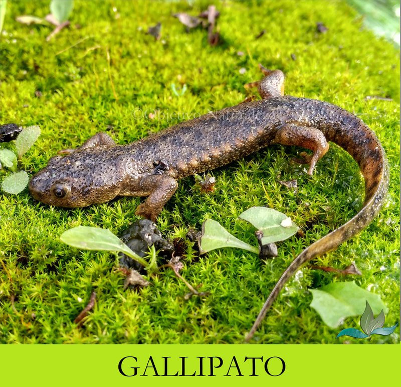 Gallipato (Pleurodeles waltl)