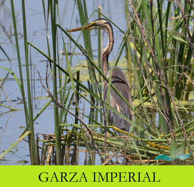 Garza imperial- Purple heron
