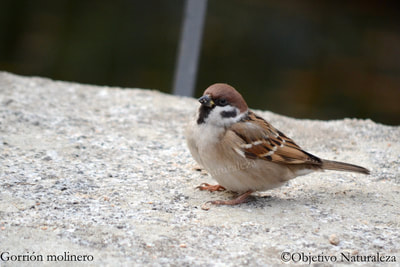 Gorrión molinero-Tree sparrow