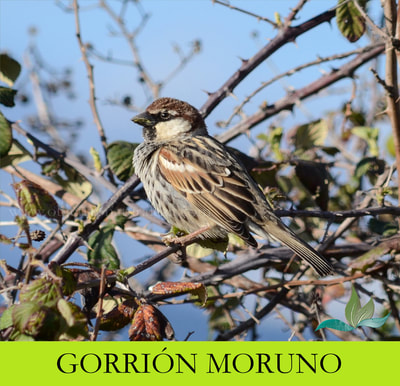 Gorrión moruno-Passer hispaniolensis