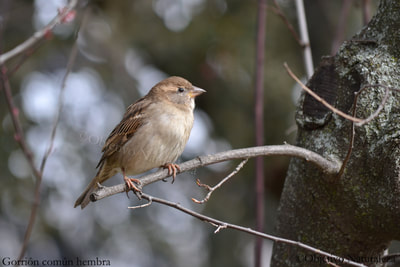 Gorrión común hembra-House Sparrow female