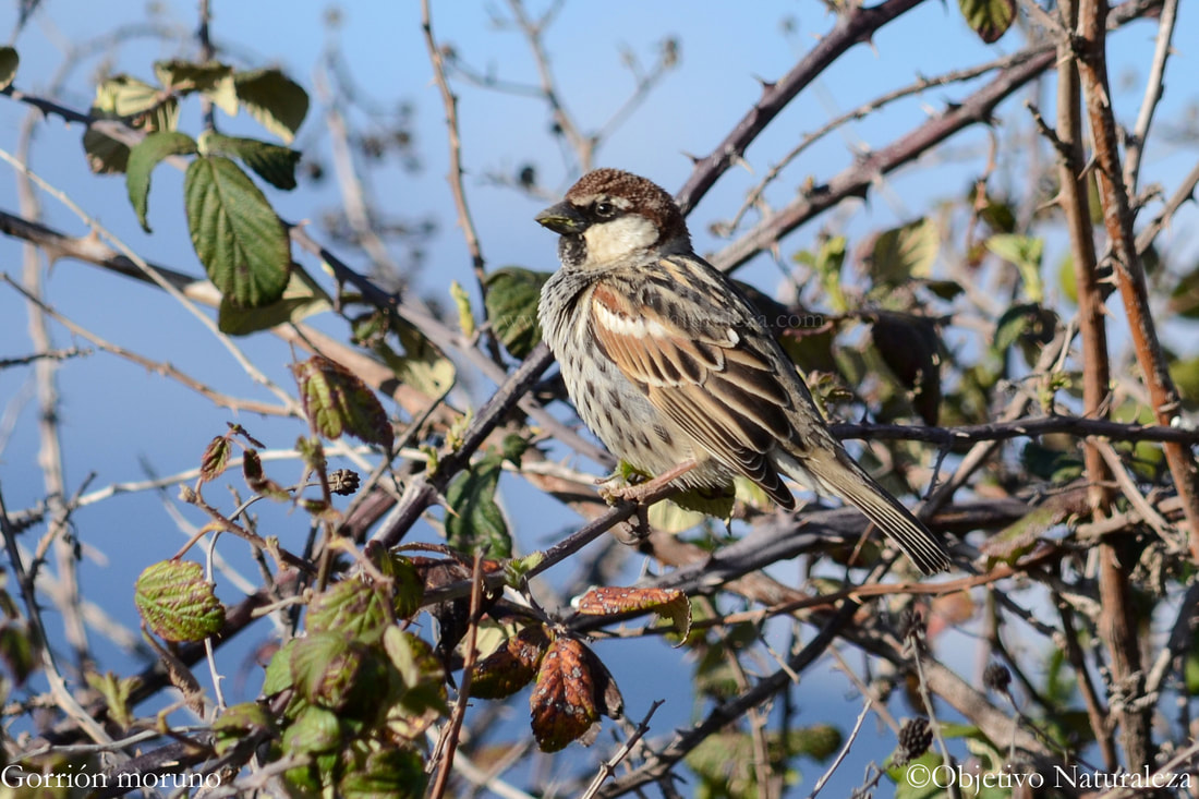 Gorrión moruno-Spanish Sparrow