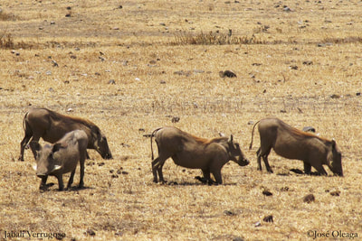 Jabalí Verrugoso o Facoquero en el Parque Nacional del Serengueti