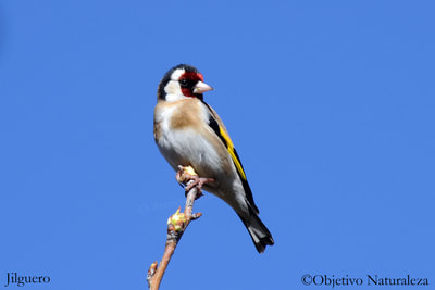 Jilguero europeo-Goldfinch