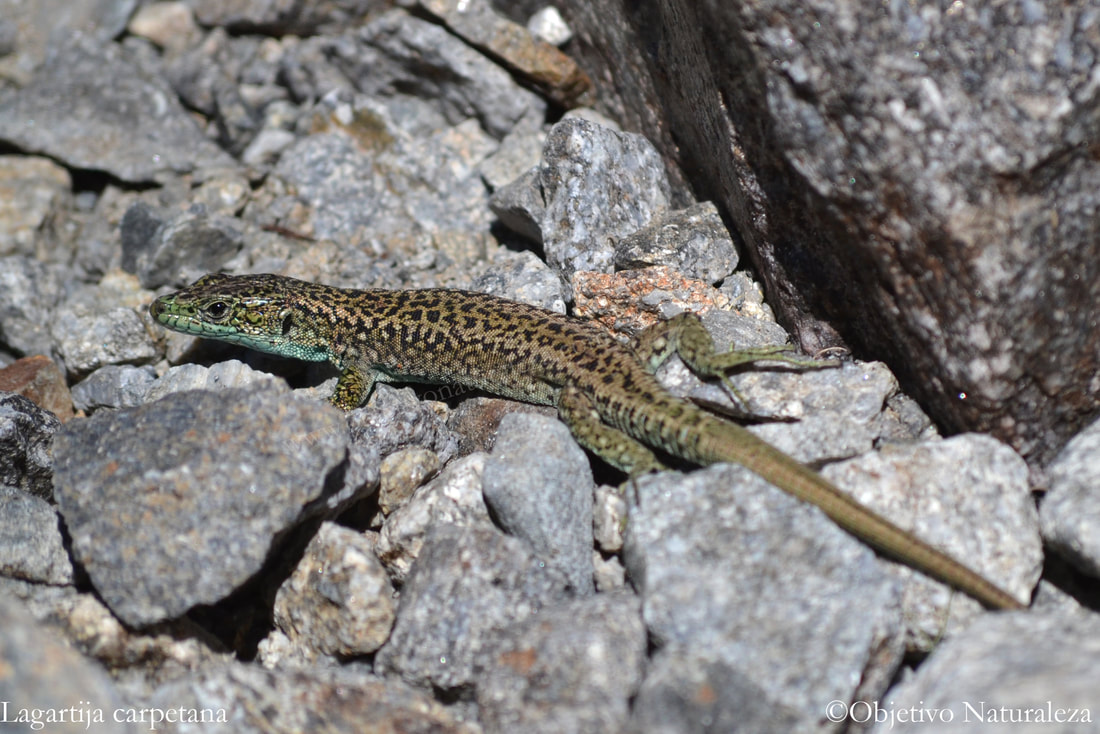 Lagartija carpetana- Carpetane rock lizard