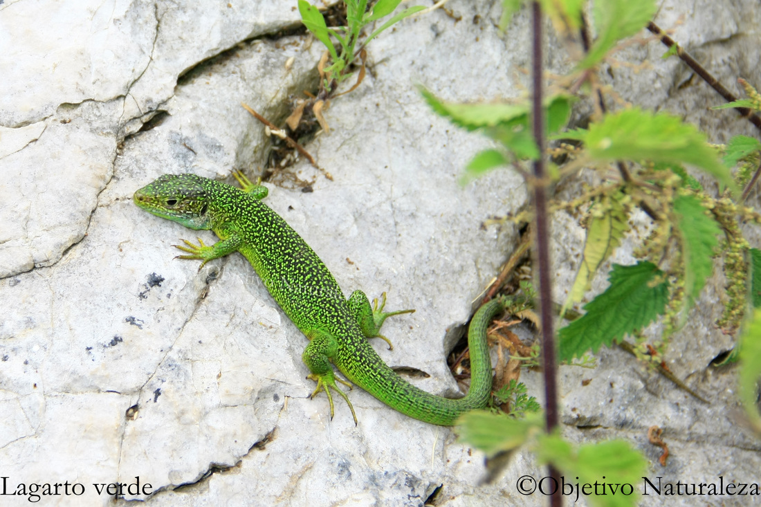 Lagarto verde occidental-Western green lizard