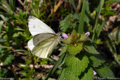 Mariposa blanca verdinervada- Pieris napi. Su nombre común hace referencia a las nervaciones verdosas que tienen en el reverso de sus alas.
