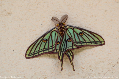 Mariposa isabelina (Graellsia isabelae)​. Mariposa de habitos nocturnos. Durante la fase de estado adulto no se alimenta por lo que depende de sus reservas acumuladas en estado larvario. 