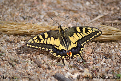 Mariposa macaón - Papilio machaon