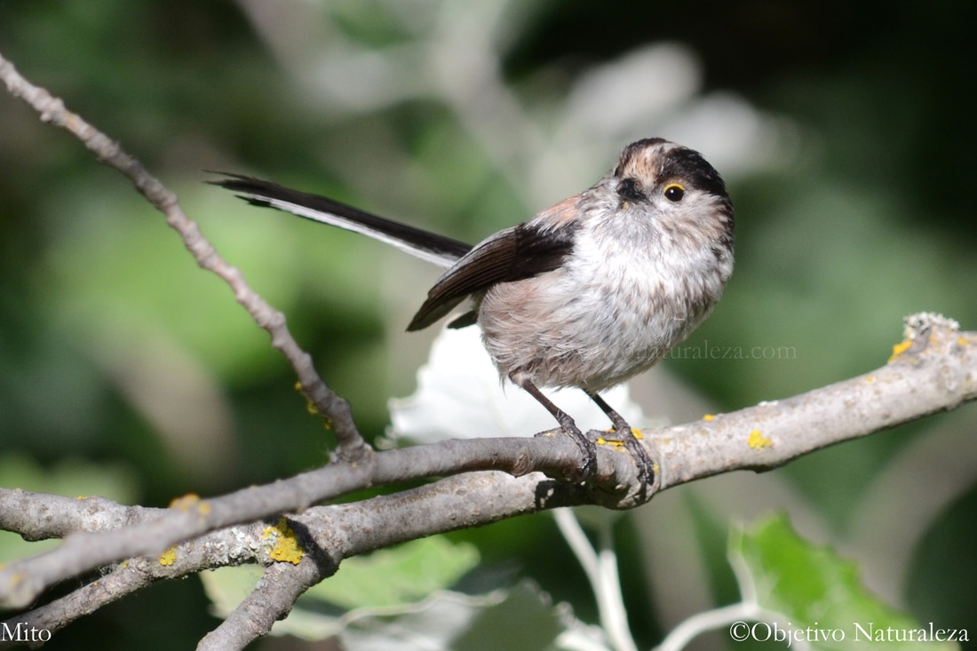 Mito común-Long-tailed Tit
