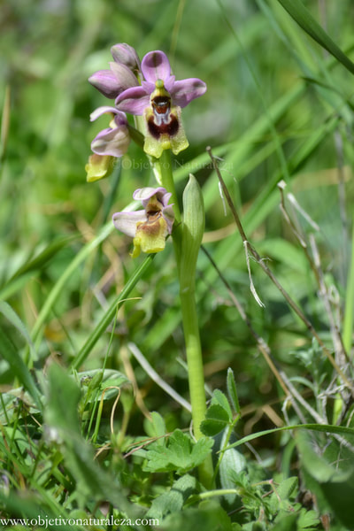 Ophrys tenthredinifera- orquídea avispa.
