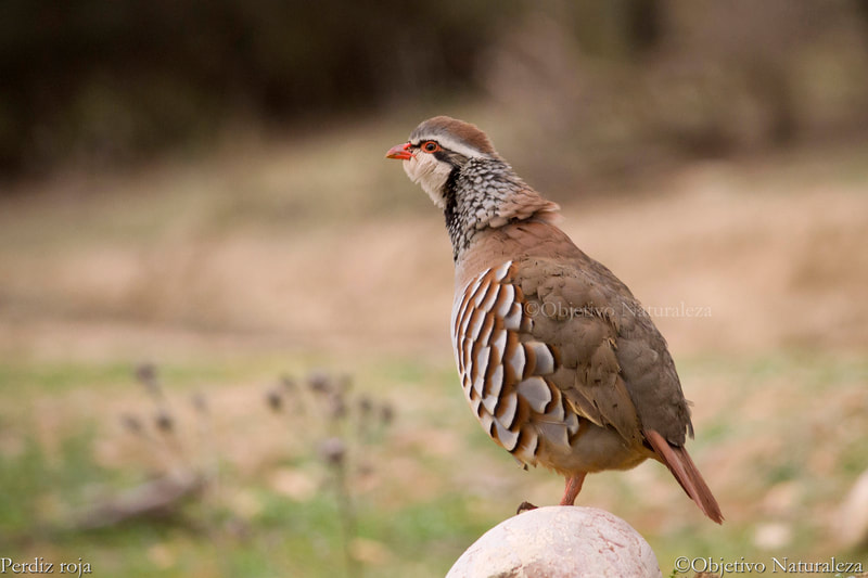 Perdiz roja - Red-legged Partridge