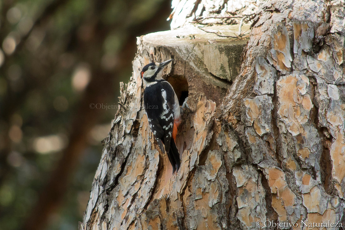 Pico picapinos -Great spotted woodpecker 