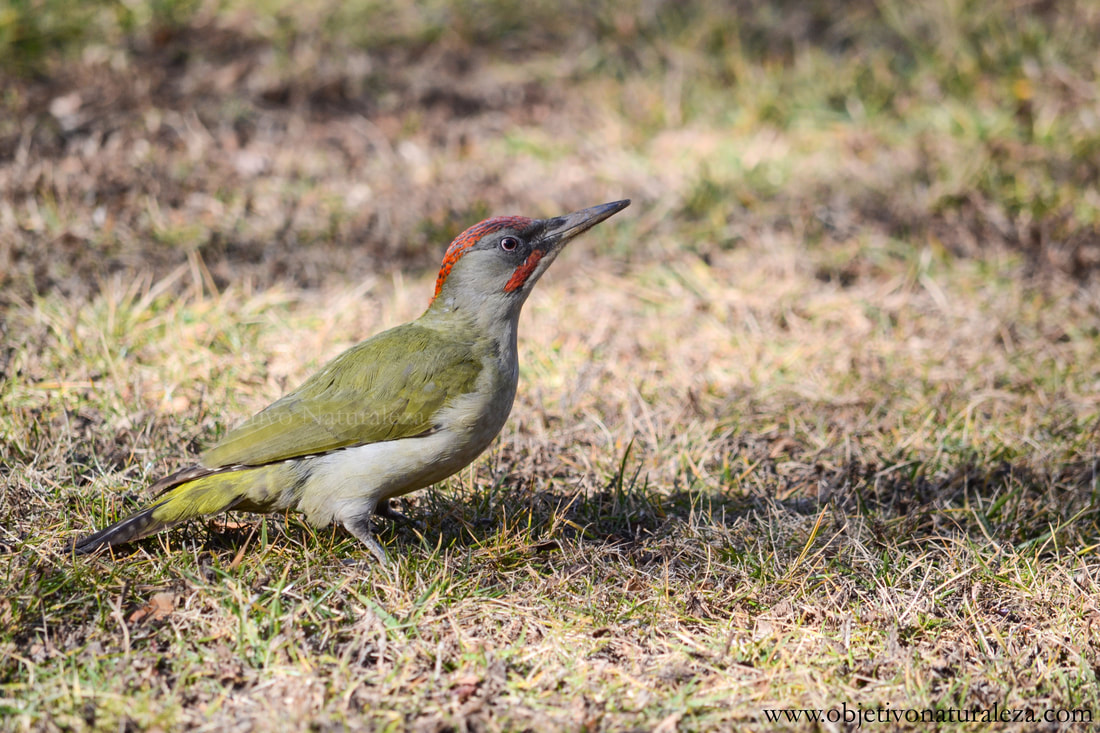 Pito real ibérico macho- Male iberian green woodpecker