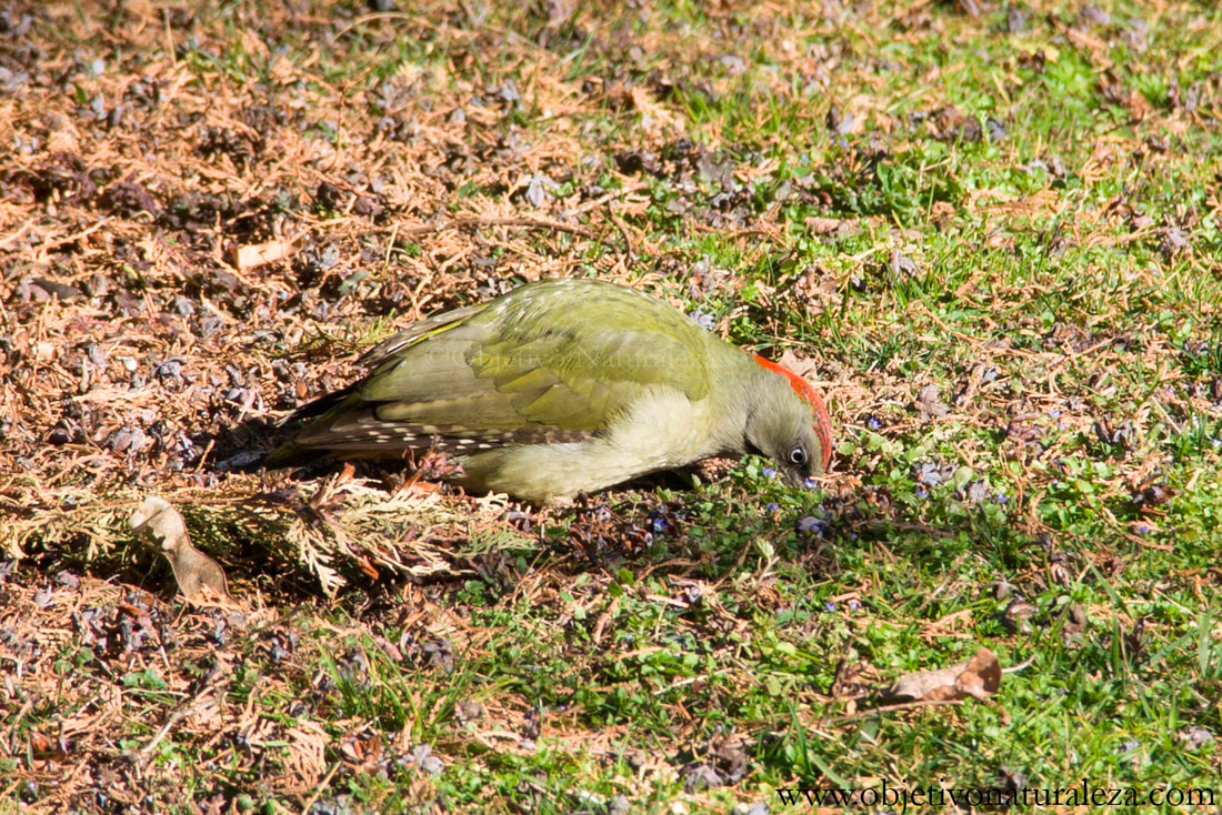Pito real ibérico-Iberian green woodpeckeren