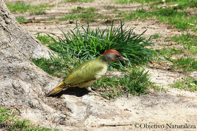 Pito real ibérico, macho-Male Green Woodpecker