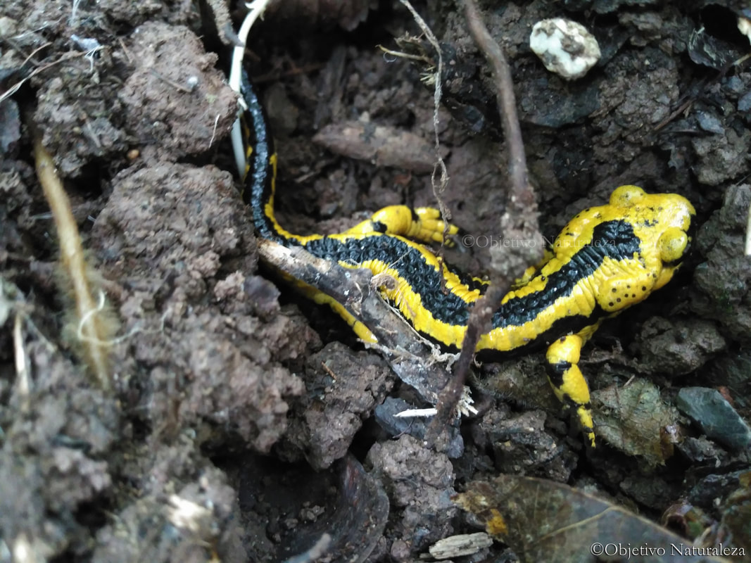 Salamandra salamandra bernardezi 