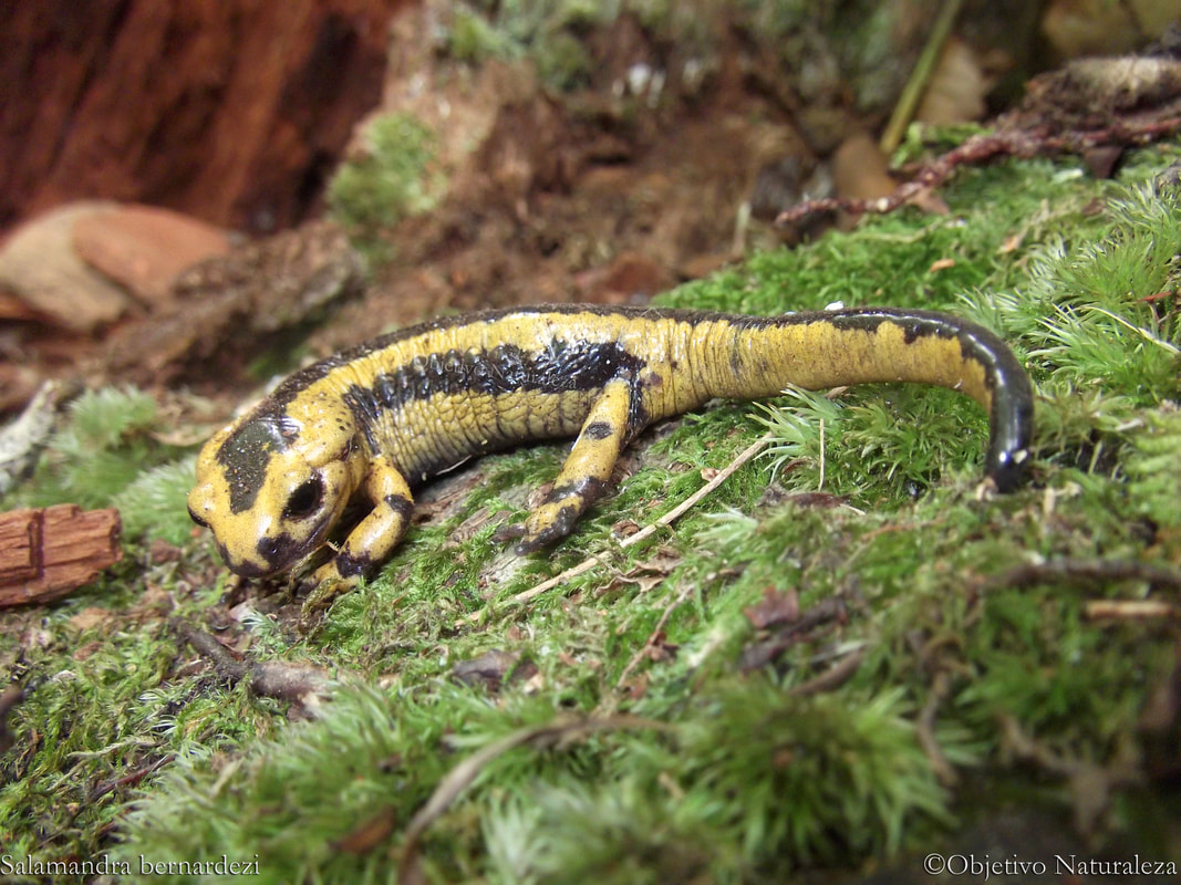 Salamandra salamandra bernardezi 