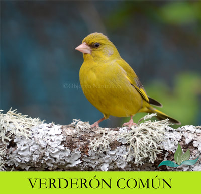 Verderón común- Greenfinch